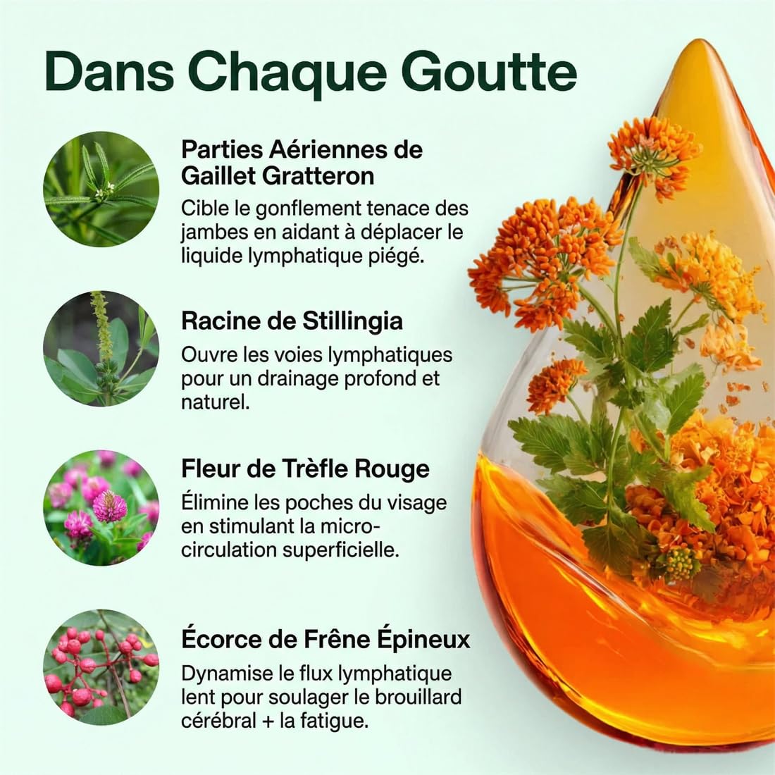 Gouttes Drainantes Lymphatiques – Détox Naturelle, Réduction Gonflements & Rétention d’Eau, Circulation Améliorée – Formule 100% Plantes