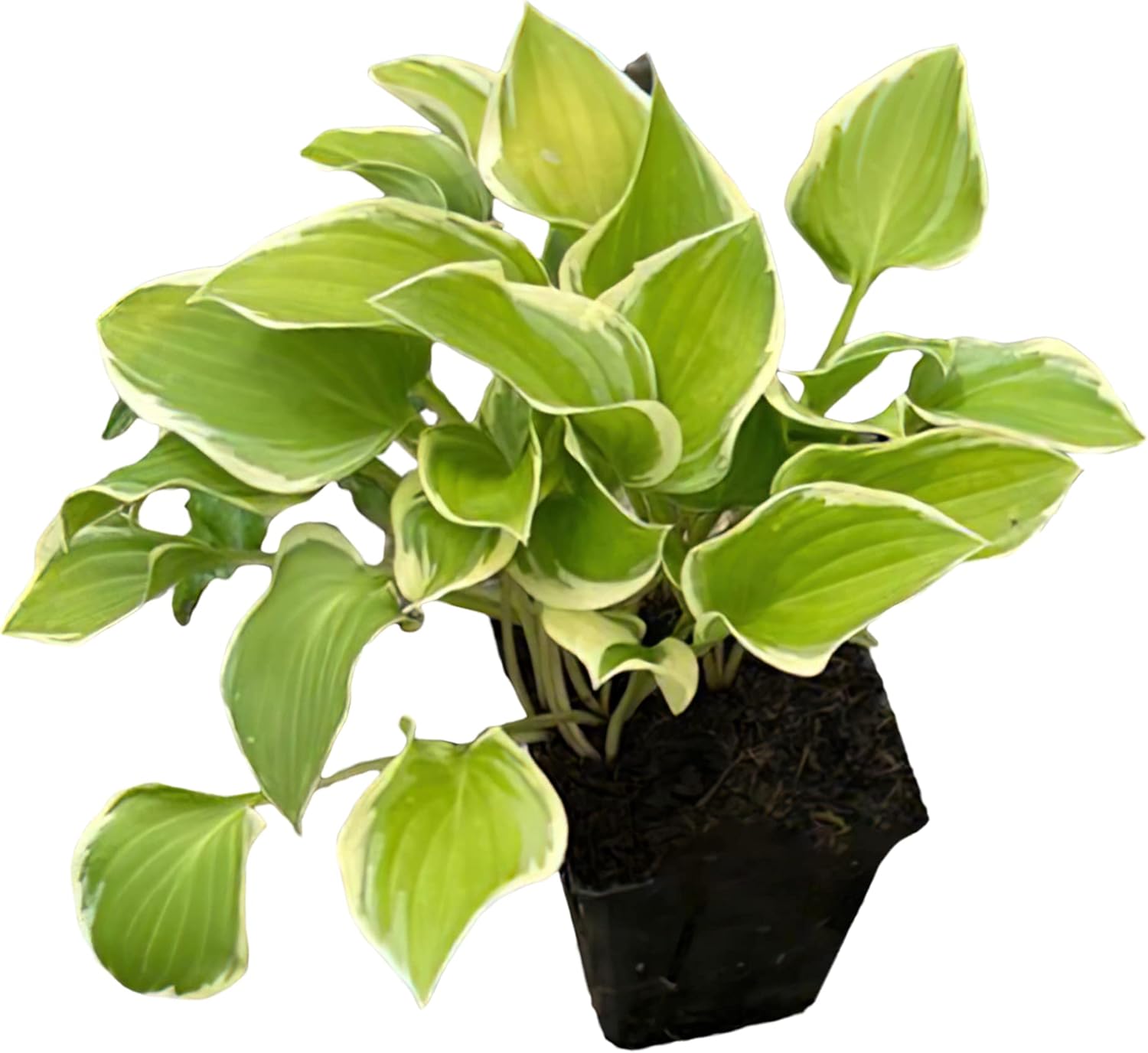Live Perennial Hosta - Assorted Varieties (3 Plants Per Pack) Beautiful Accent Plant, 10" Tall by 4" Wide in 1 Qt Pot