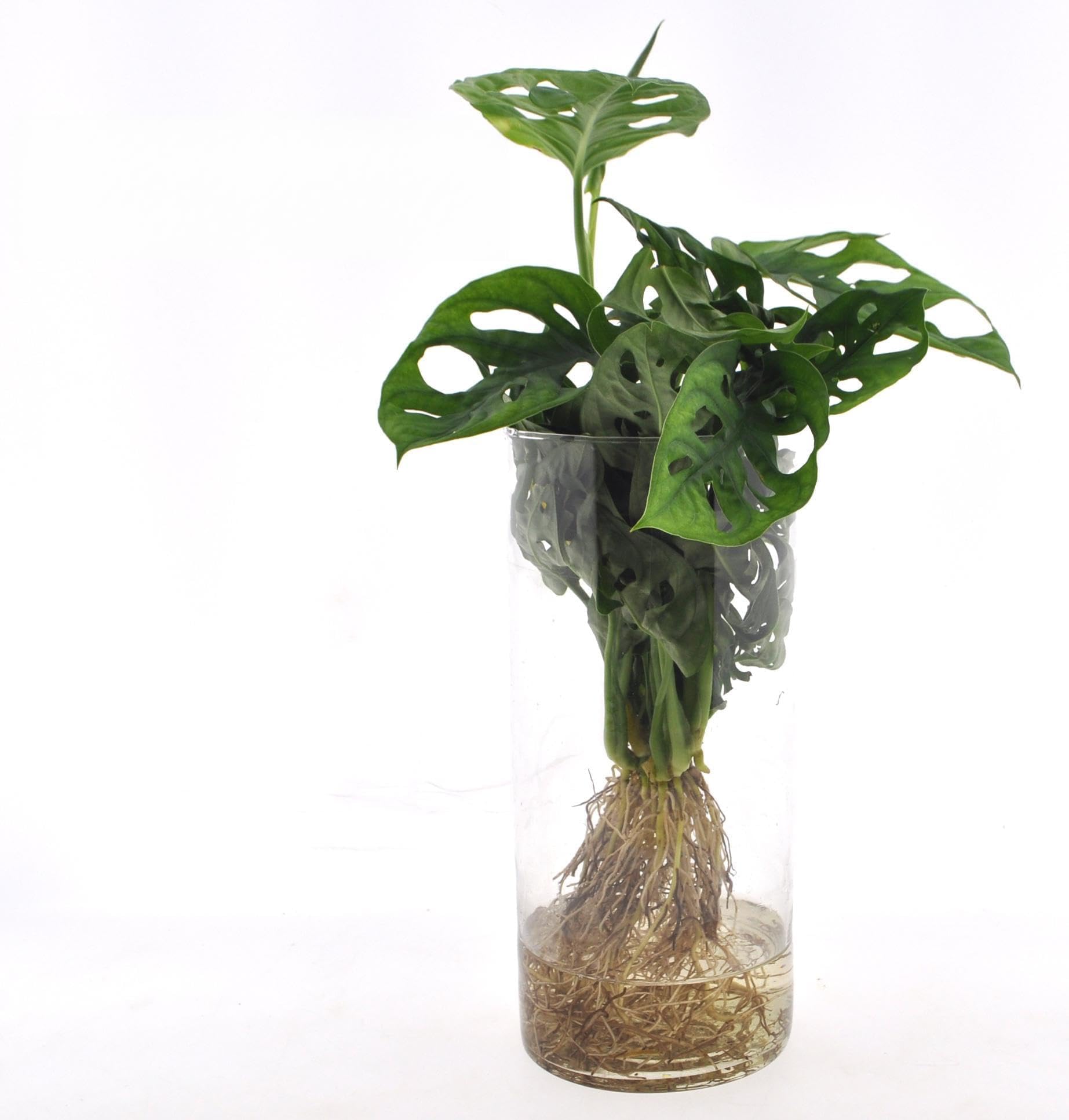 Monstera w cylindrycznym szklanym kubku, roślina wewnętrzna, zielona, Ø12x25cm
