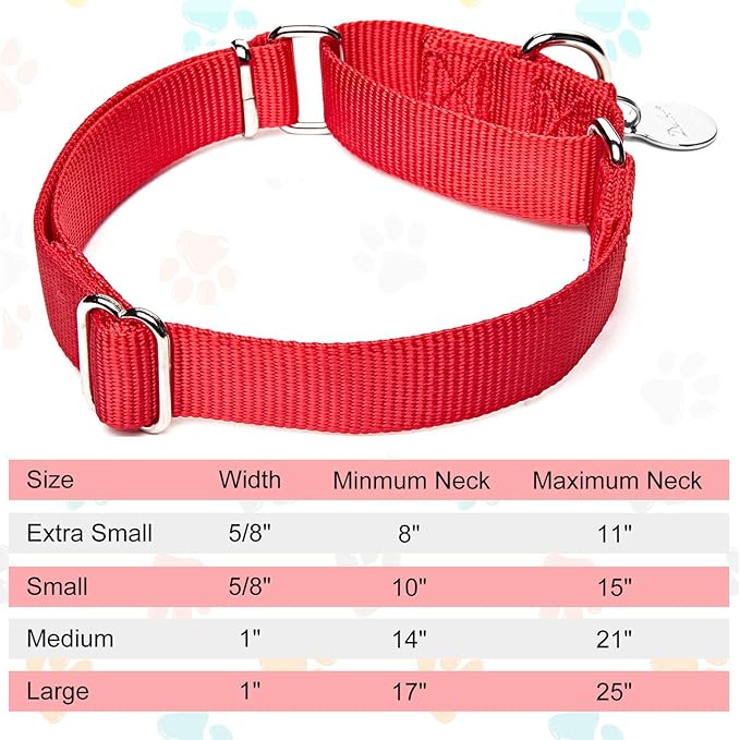 dazzber martingale collar