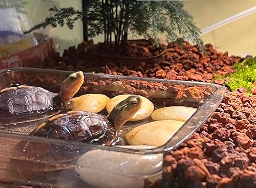 Miniatura 3 de Aditivo de suelo de arcilla calcinada para horticultura Bonsái Cactus para plantas suculentas (suelo más grande, 10 libras)