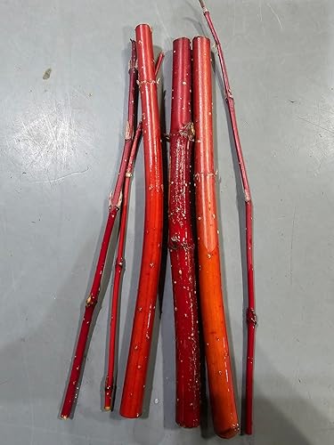 Miniatura 2 de Heart of The Dragon Dogwood Bonsái Cortar para crecer  Bonsái de ladrido rojo vibrante raro  No es una planta en maceta, esquejes para cultivar