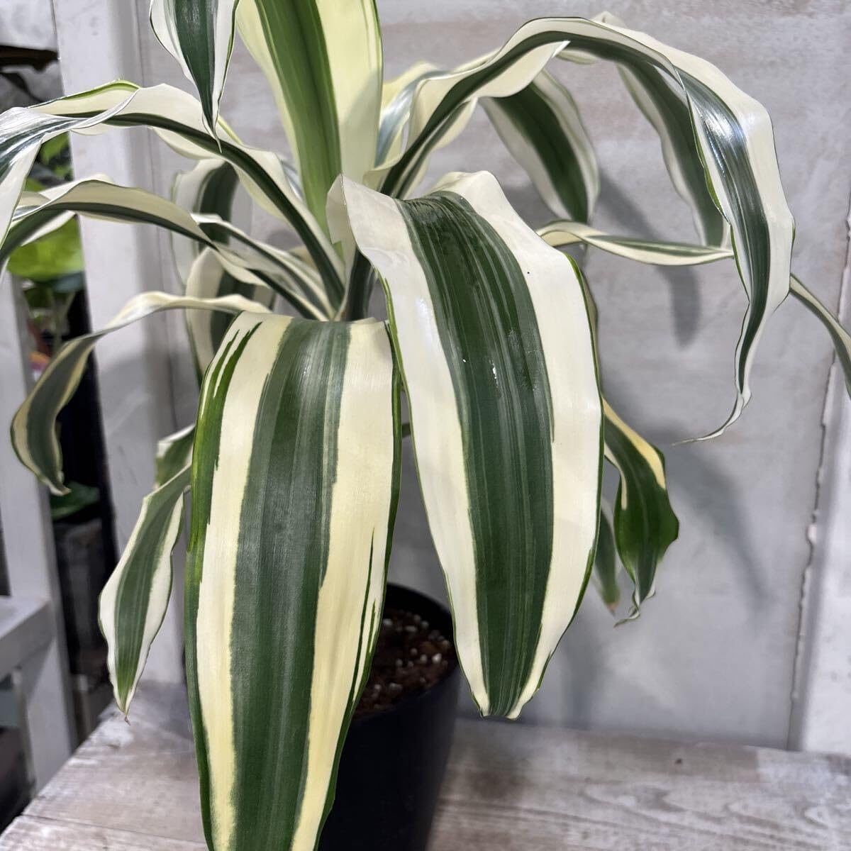 双子の兄様 ドワーフナムワ バナナ苗7本