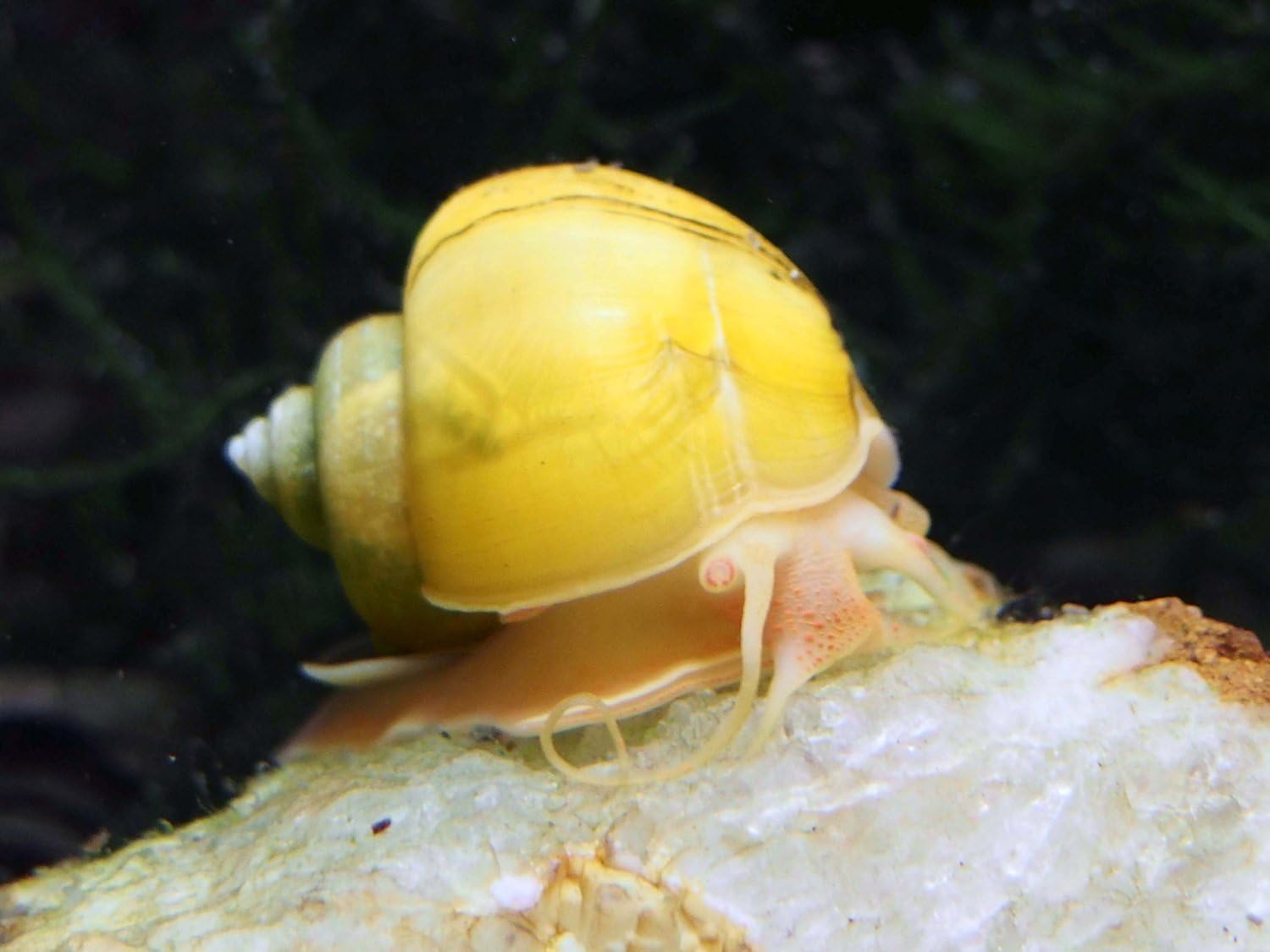 Golden Mystery Snail - 1/2"-2" - Algae Eater for Aquariums