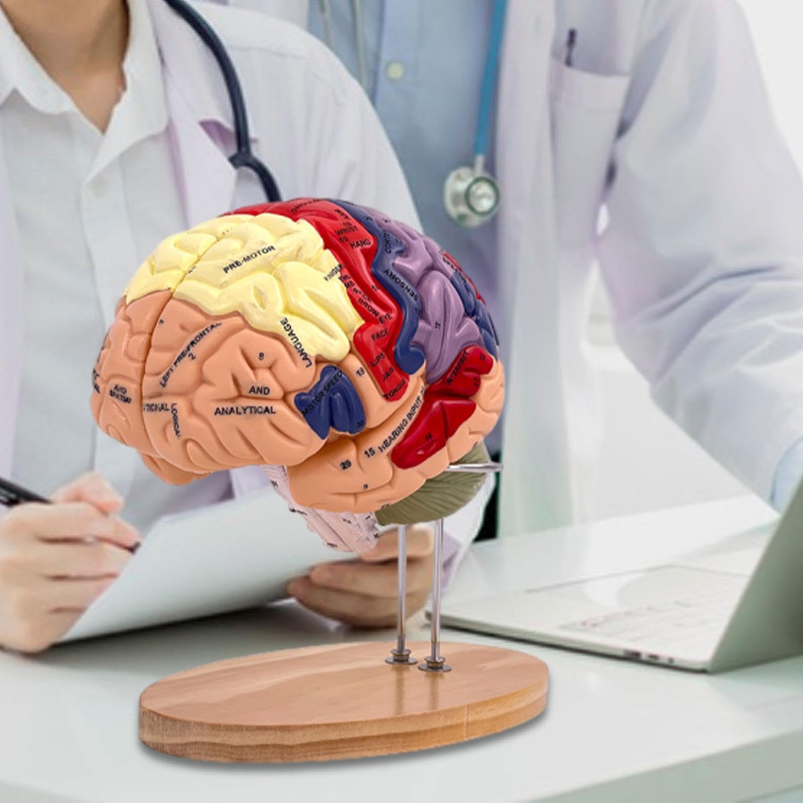 MagiDeal Cerebro Humano Agrandado 2X - Modelo Médico de Enseñanza Anatómicamente Preciso con Base, 4 Partes para Psicología