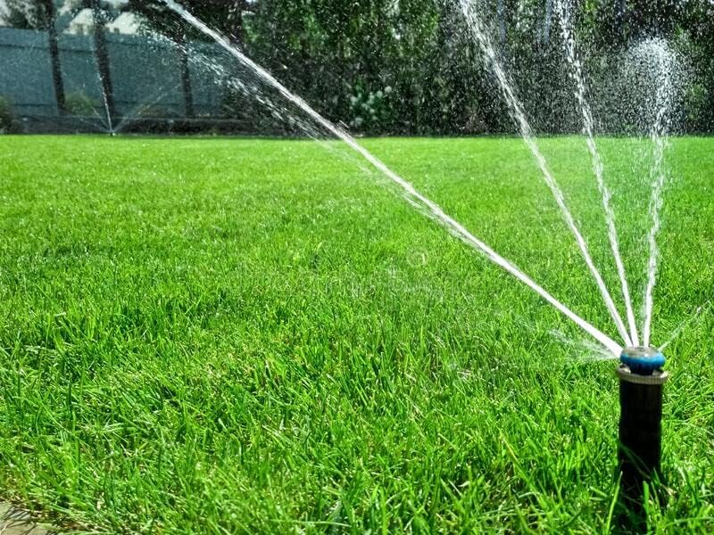 Pennington Signature Series Tall Fescue Blend Blue Tag 50 lb Grass Seed Partial Sun