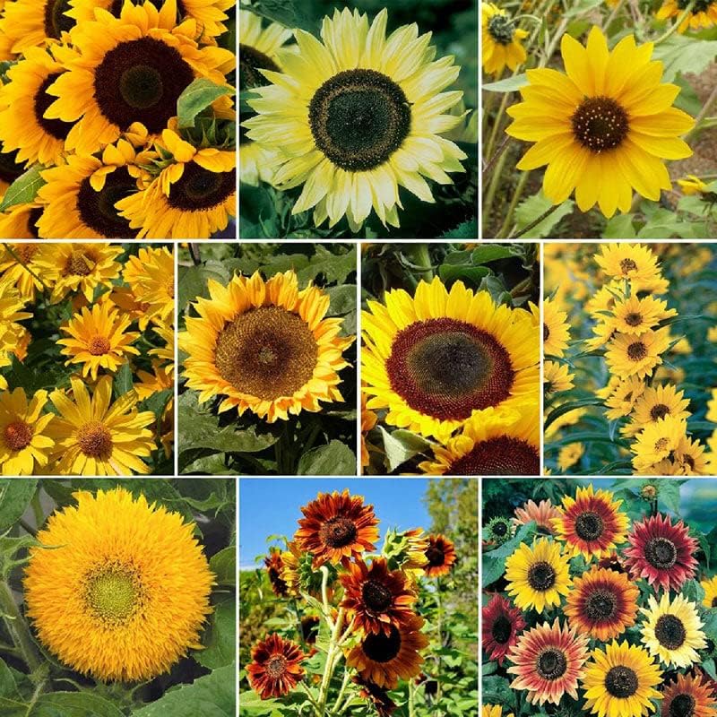 Eden Brothers Sunny Flower - Semillas mixtas para plantar, 1 libra, más de 480,000 semillas con ojo de buey, Maximilian, girasol enano  Atrae