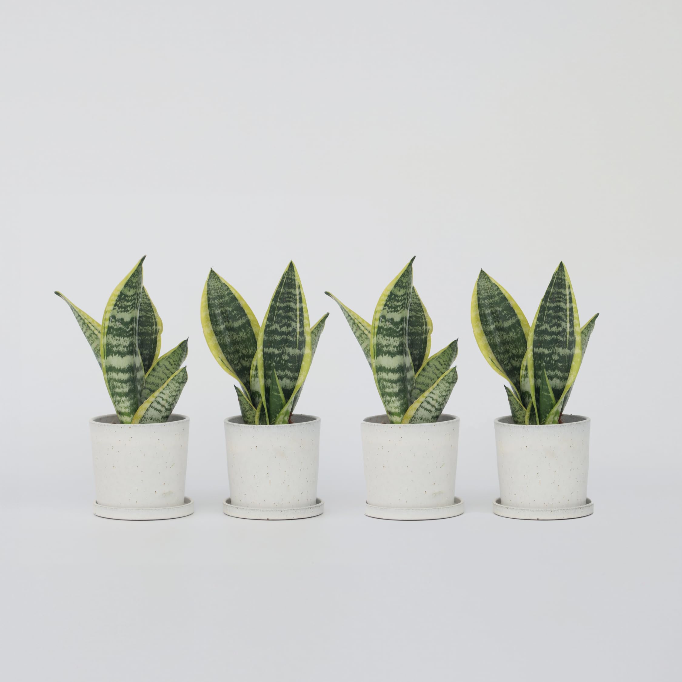 Plant in a Box - Sansevieria trifasciata 'Futura Superba' - Set di 4 - Lingua di suocera - Vaso 12cm - Altezza 35-40cm