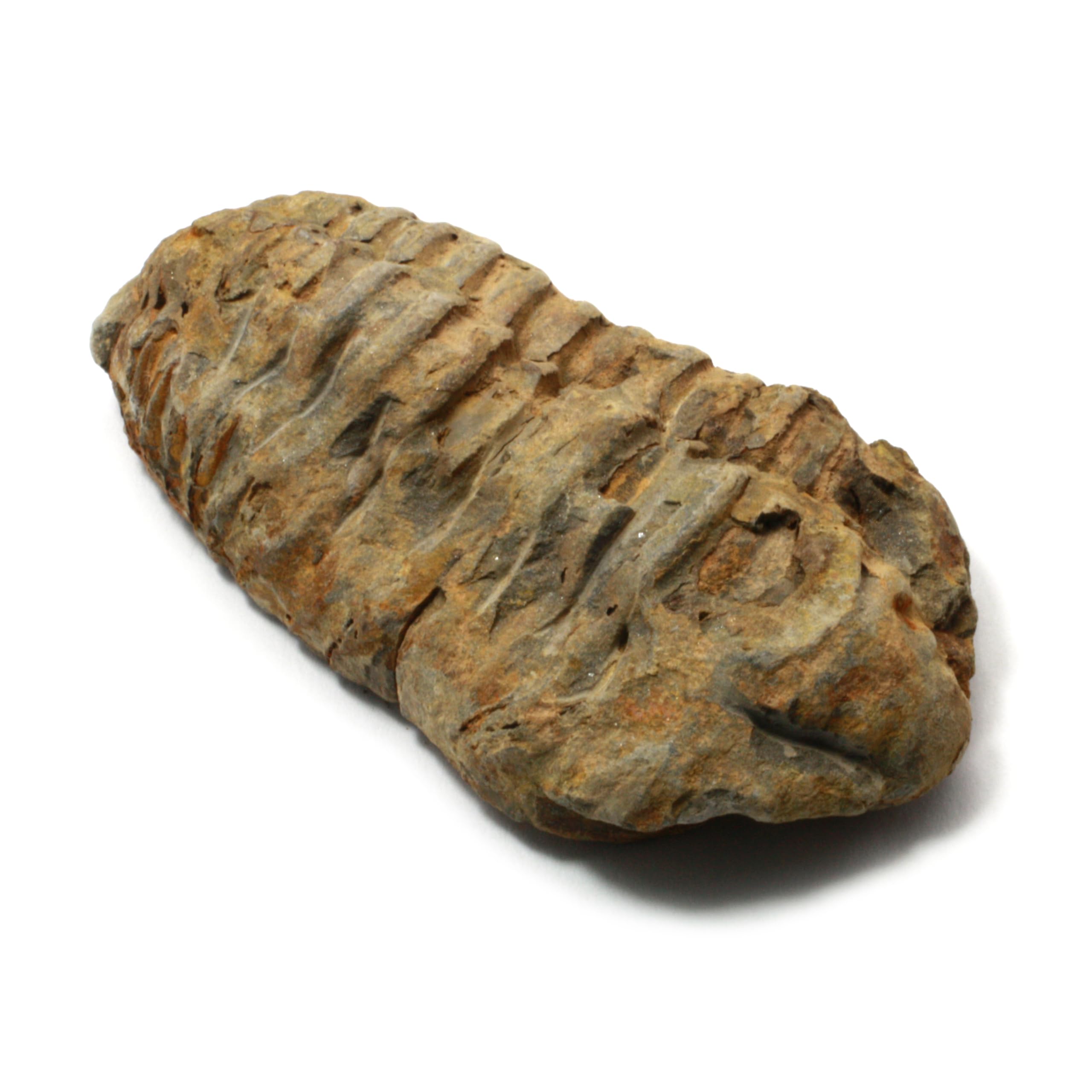 Geofossils Calymene Trilobite Fossil – Authentic Prehistoric Specimen From Morocco (Size Varies)