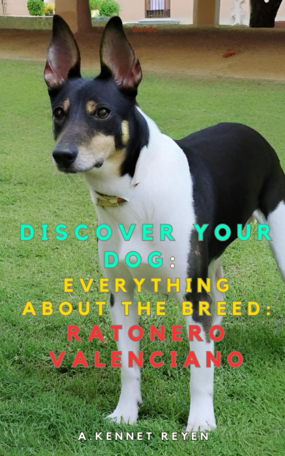 Discover your dog: Everything about the breed: Ratonero Valenciano