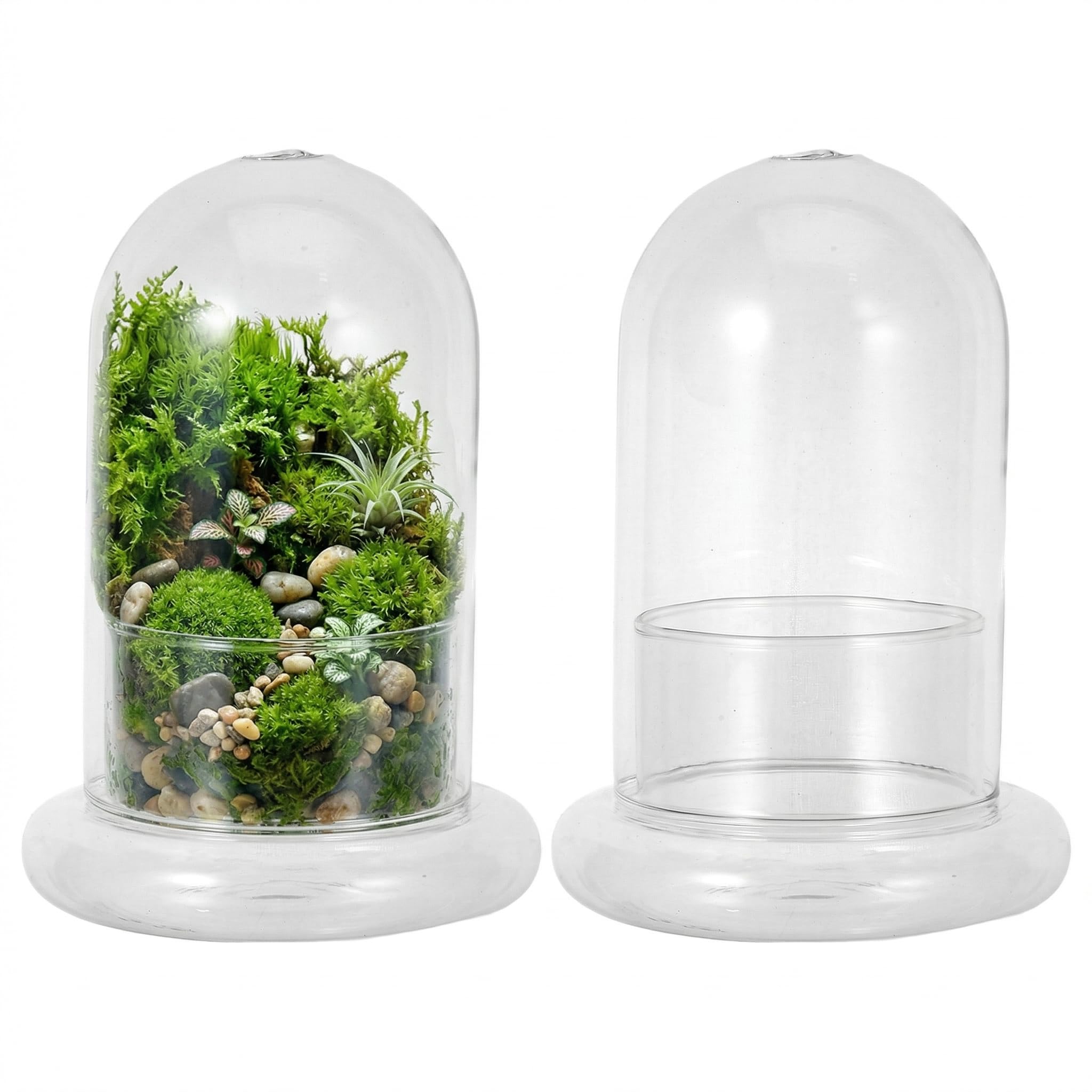 Cloche en verre DOITOOL pour protéger vos plantes grasses et réussir votre terrarium