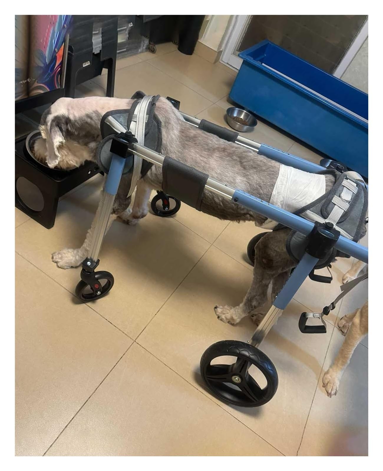 Fauteuil roulant pour chien handicapé arrière chariot réglable XS