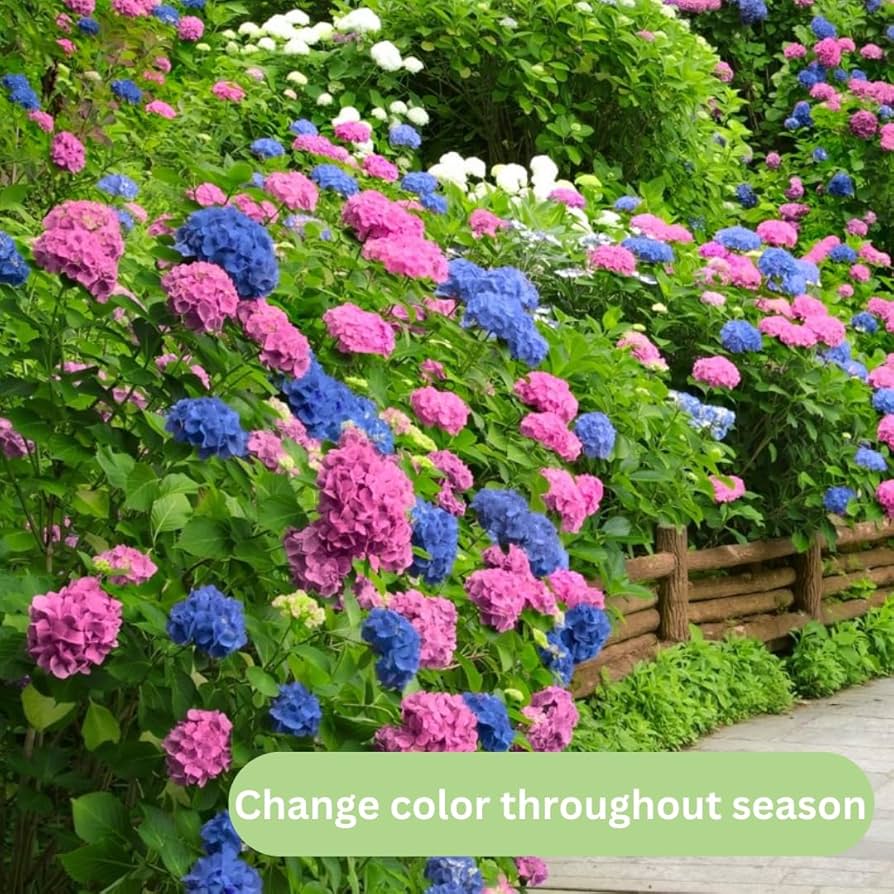 Amazon.com : Blue to Pink Hydrangea Bush Plant Tree Live Shrub in