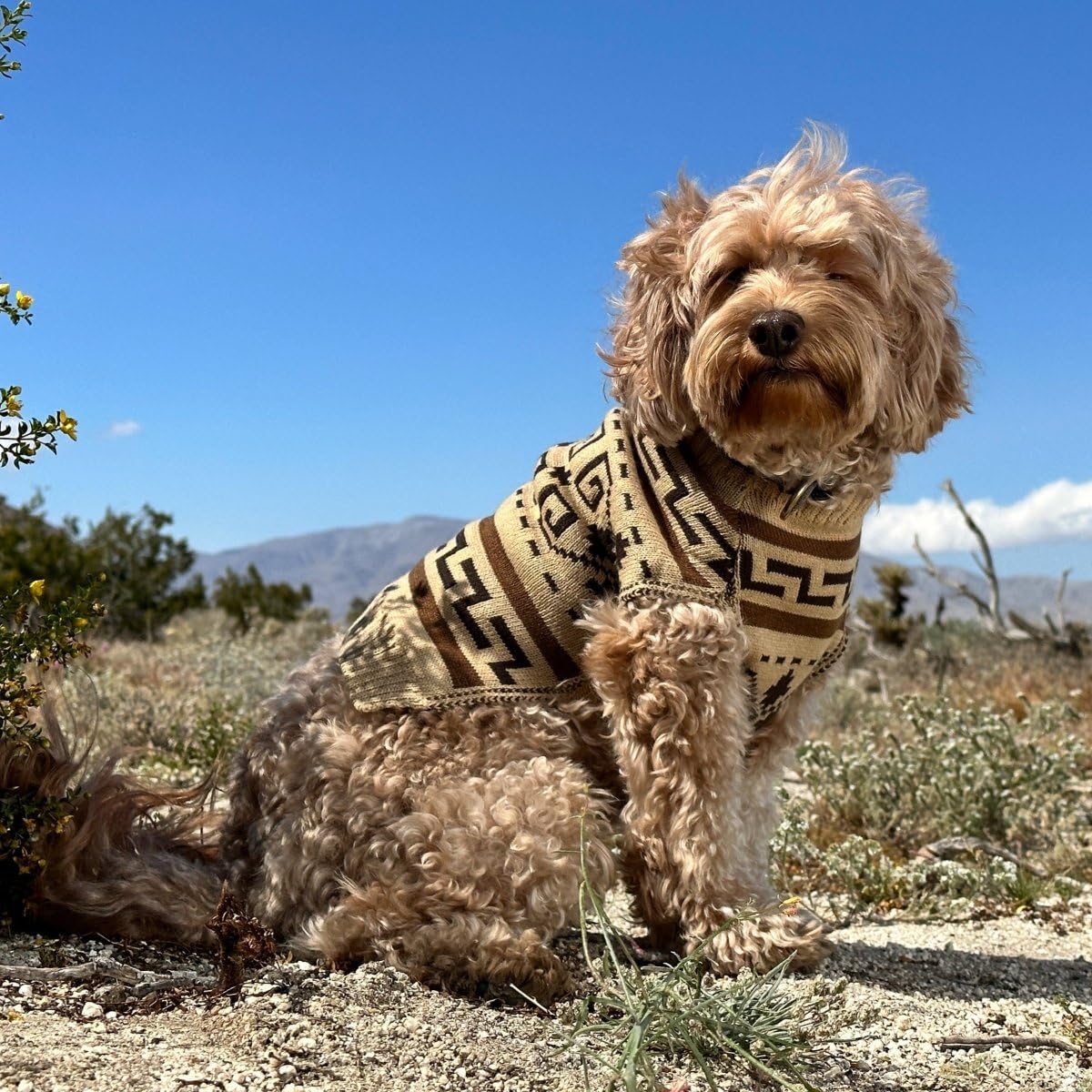 Amazon.com : PENDLETON Westerley Knitted Dog Sweater – Size Small