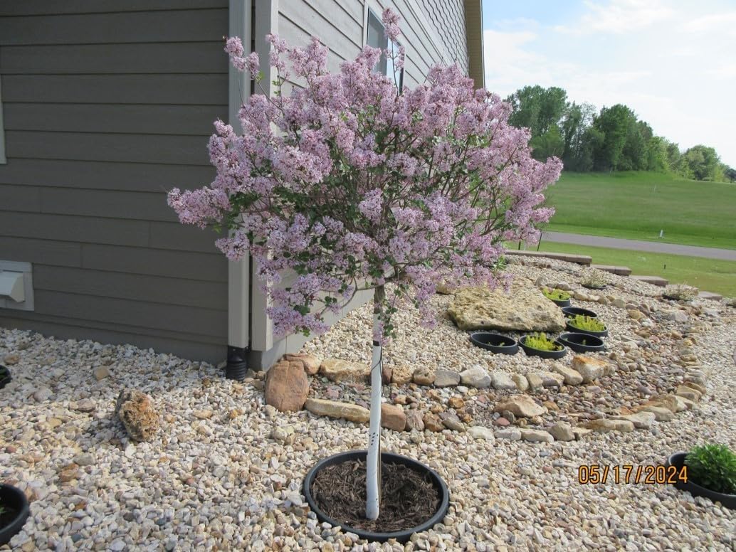 (3) ea. (16, 20 & 24 inch) Planting Rings. Edging and Water Retention. Protects Roses, Shrubs, Trees and Separates Rock, Mulch and Grass