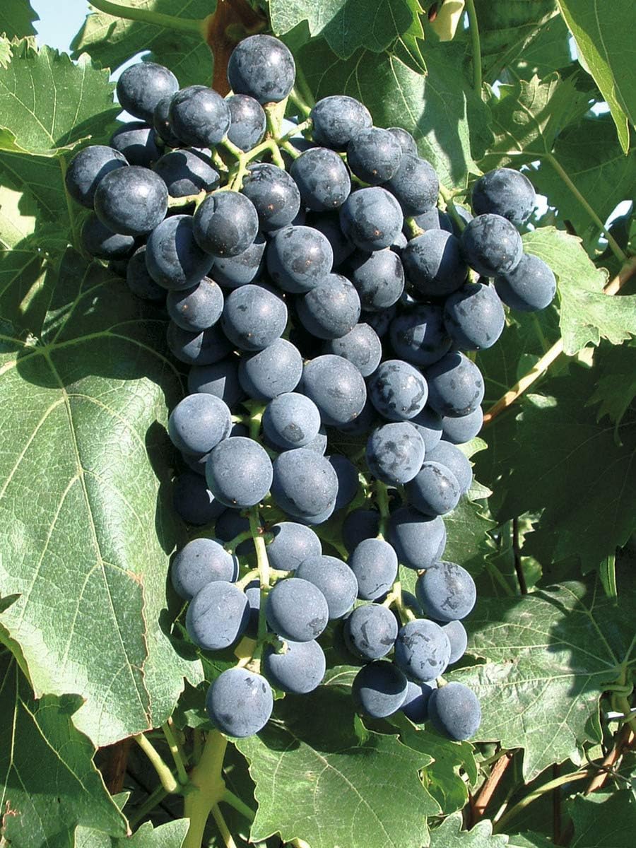 Schlaraffia Grape Muscat bleu - On a Bamboo Stake in a 3 L Pot, Approx. 1.2 m