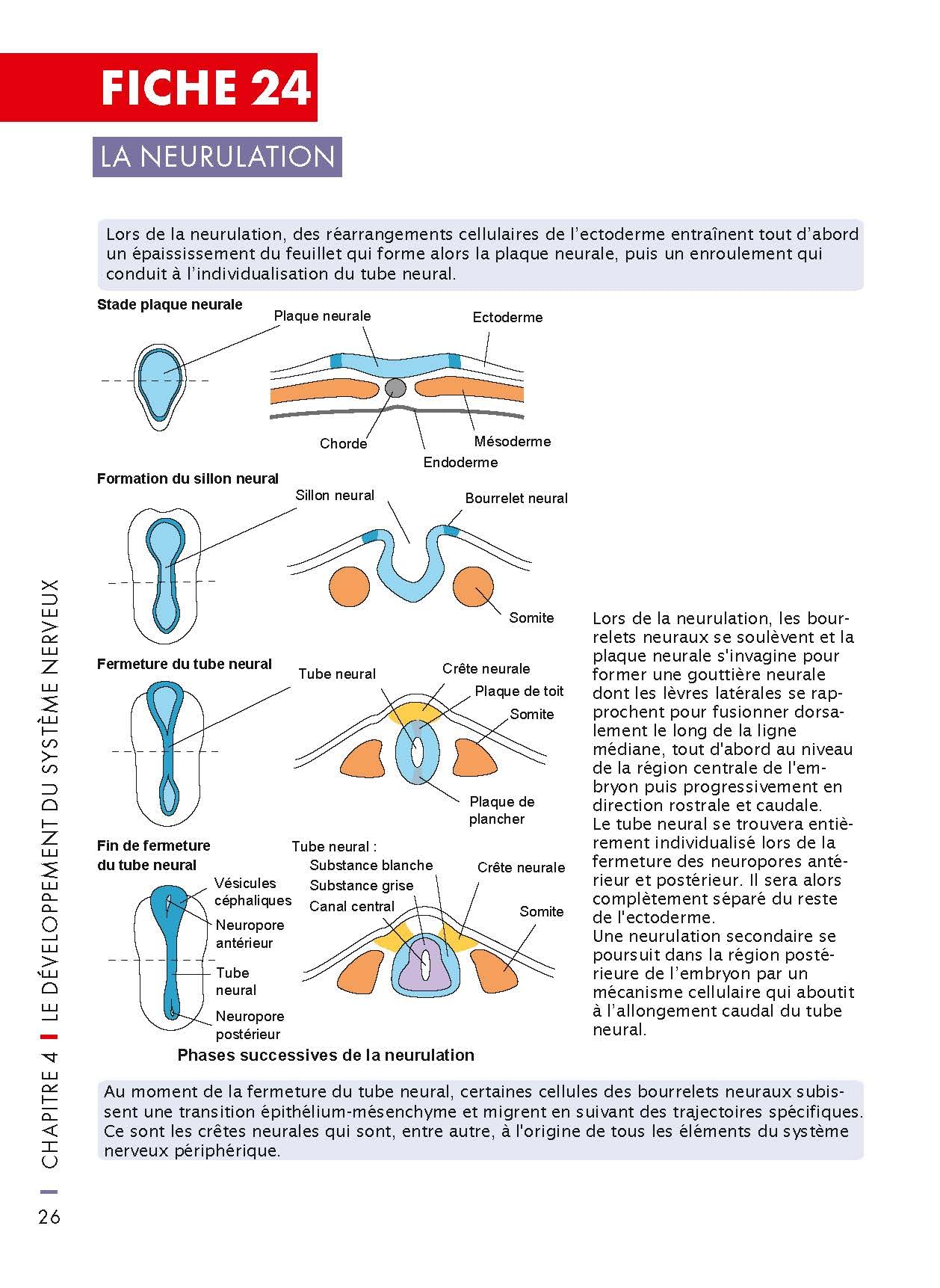 Mémo visuel de neurosciences - 2e éd.: Du neurone aux sciences cognitives