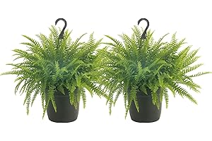 Costa Farms Live Hanging Boston Ferns
