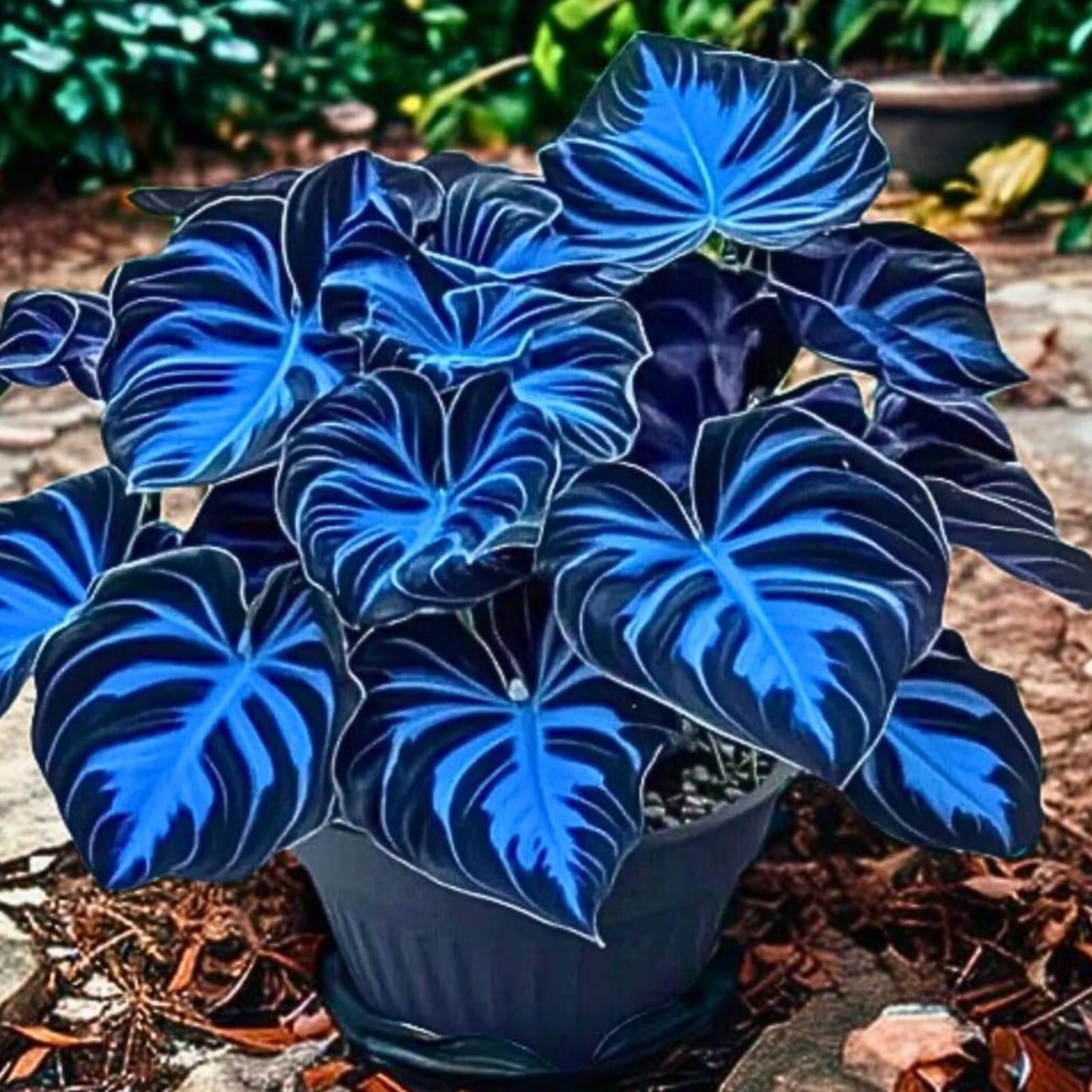 Blu Notte Rizoma Hosta/Resistente/Decorazione Per Casa e Giardino/Iridescent,Per ogni Spazio.-15Rizoma-G