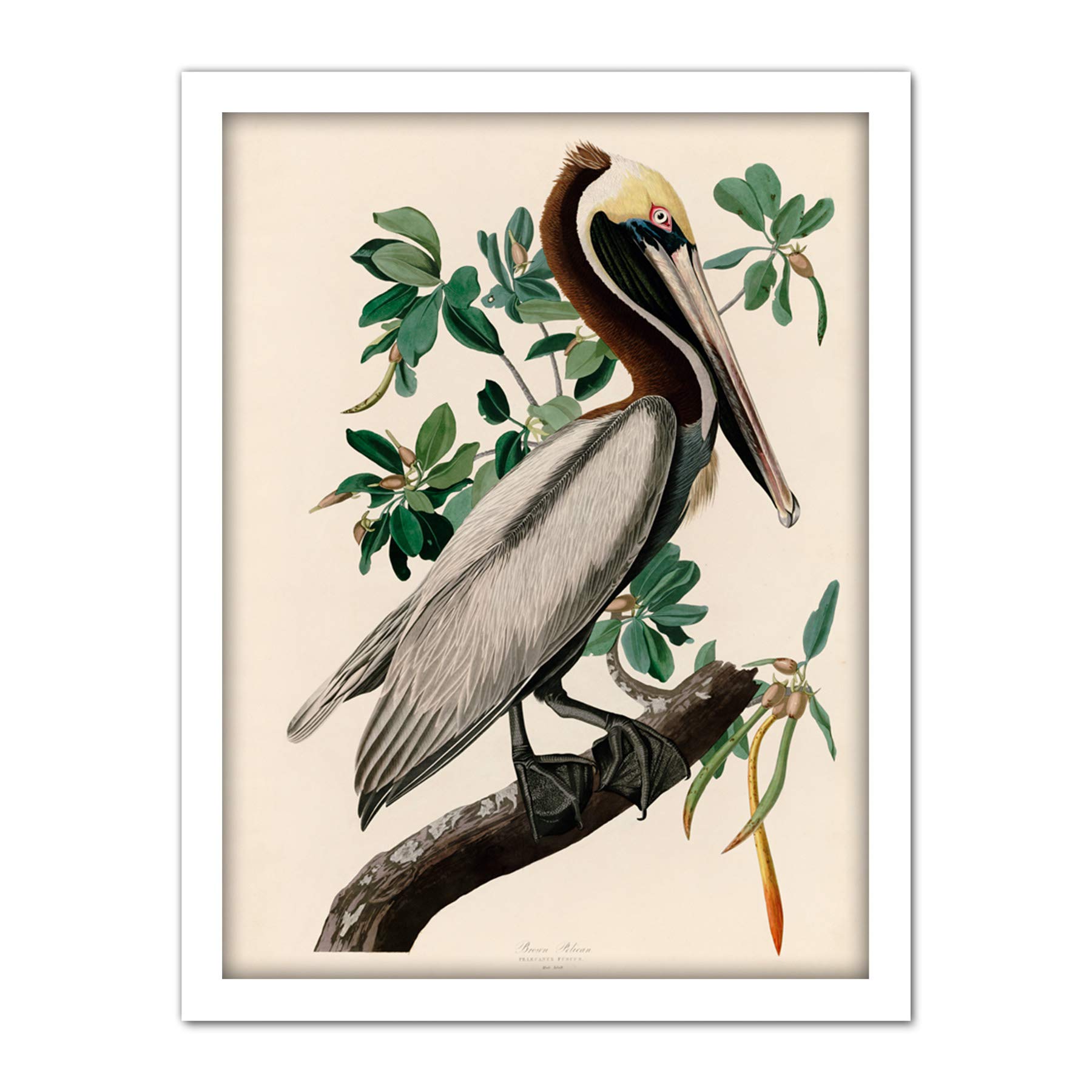 Artery8 Audubon Birds America Brown Pelican Artwork Framed Wall Art Print 18X24 Inch