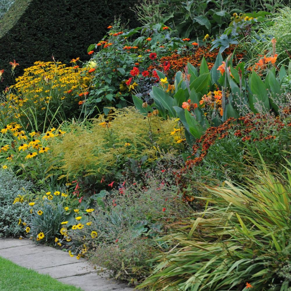 Nurseryman’s Choice Perennial Cottage Garden Collection Hardy Perennial Our Choice of Lucky Dip Plant Variety Easy Grow Your Own Garden Flowers 9X 9cm Potted Plant Thompson and Morgan