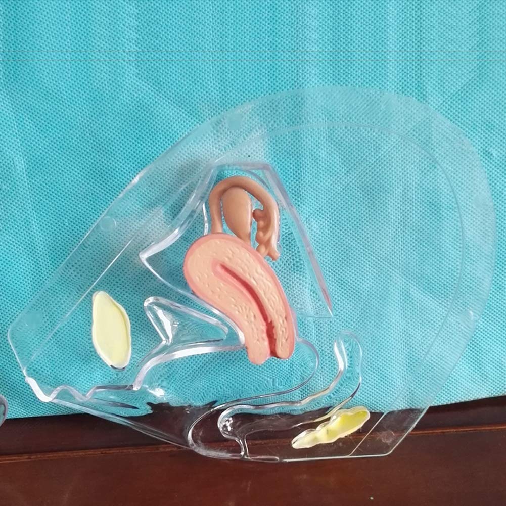 Modèle Transparent Utero Modèle pathologique Utérine Système de Reproduction médicale Modèle médical Matériel éducatif Anatomique
