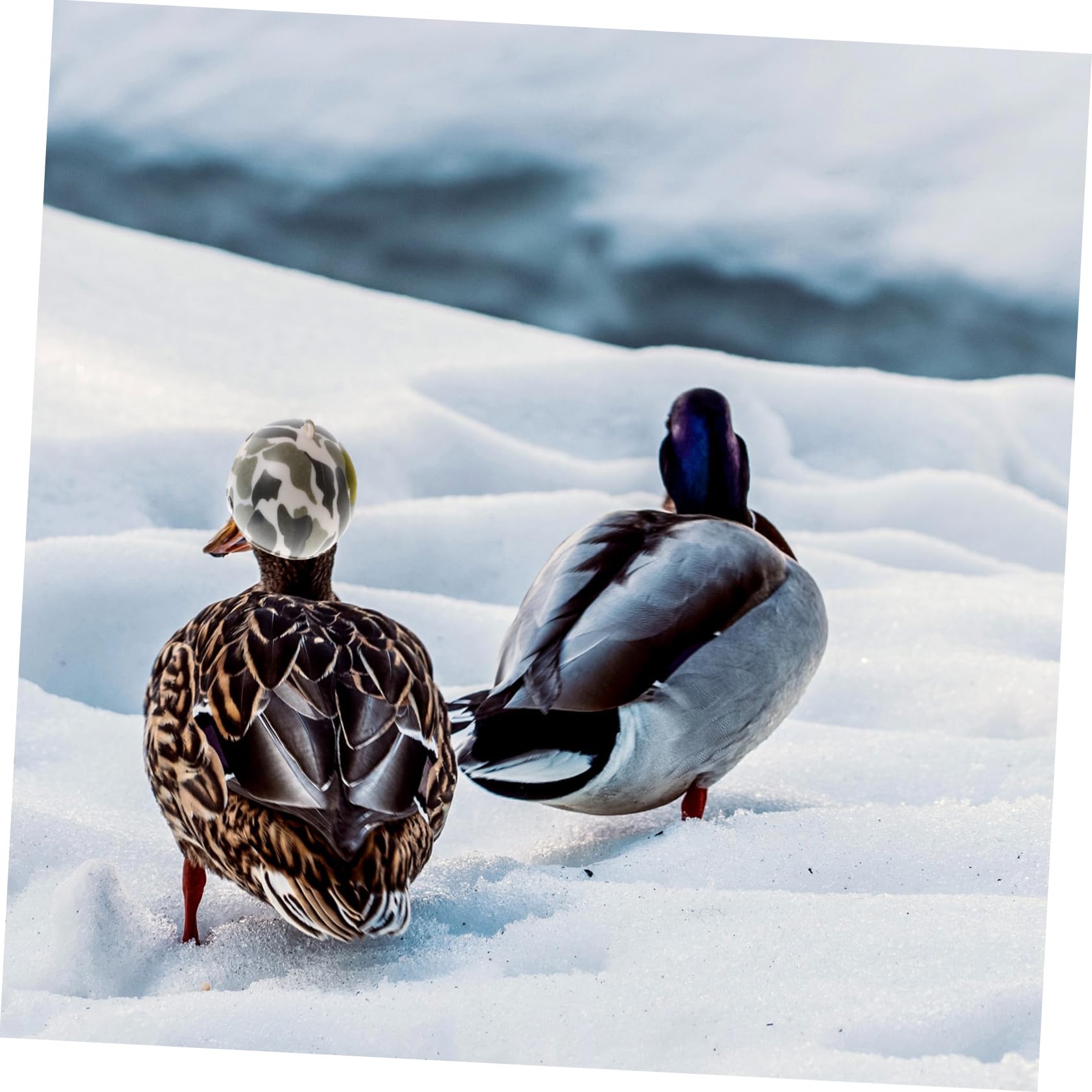 鳥の帽子 Amazon.co.jp: ibasenice 4個 オウム ヘルメット 鳥 ヘルメット