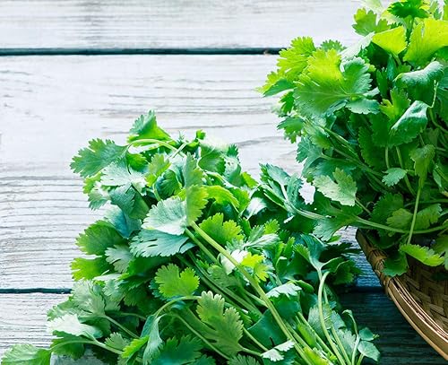 Miniatura 8 de Gaea's Blessing Semillas – Semillas de cilantro – Semillas de reliquia sin OMG con instrucciones fáciles de seguir – Heirloom de cilantro de ocio