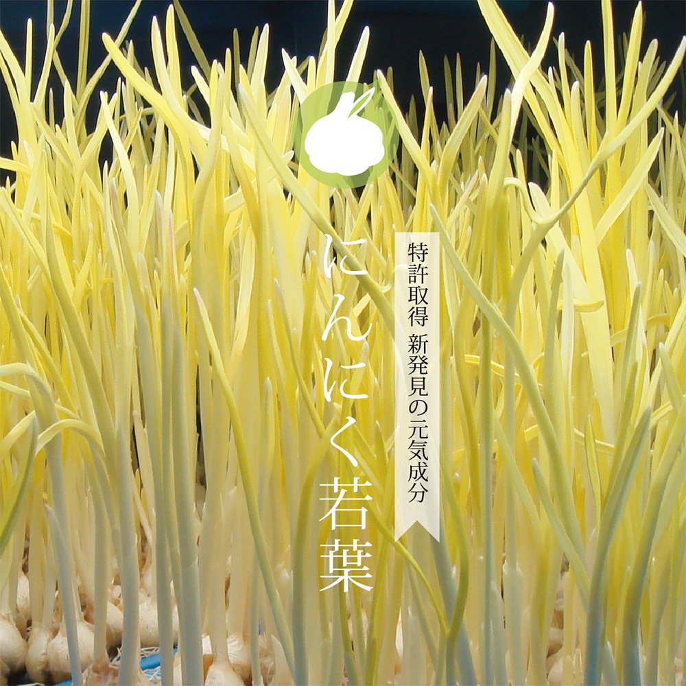 にんにく若葉 2袋入り 健康サポート Amazon | 特許取得の稀少原料にんにくスプラウトパウダーの栄養補助