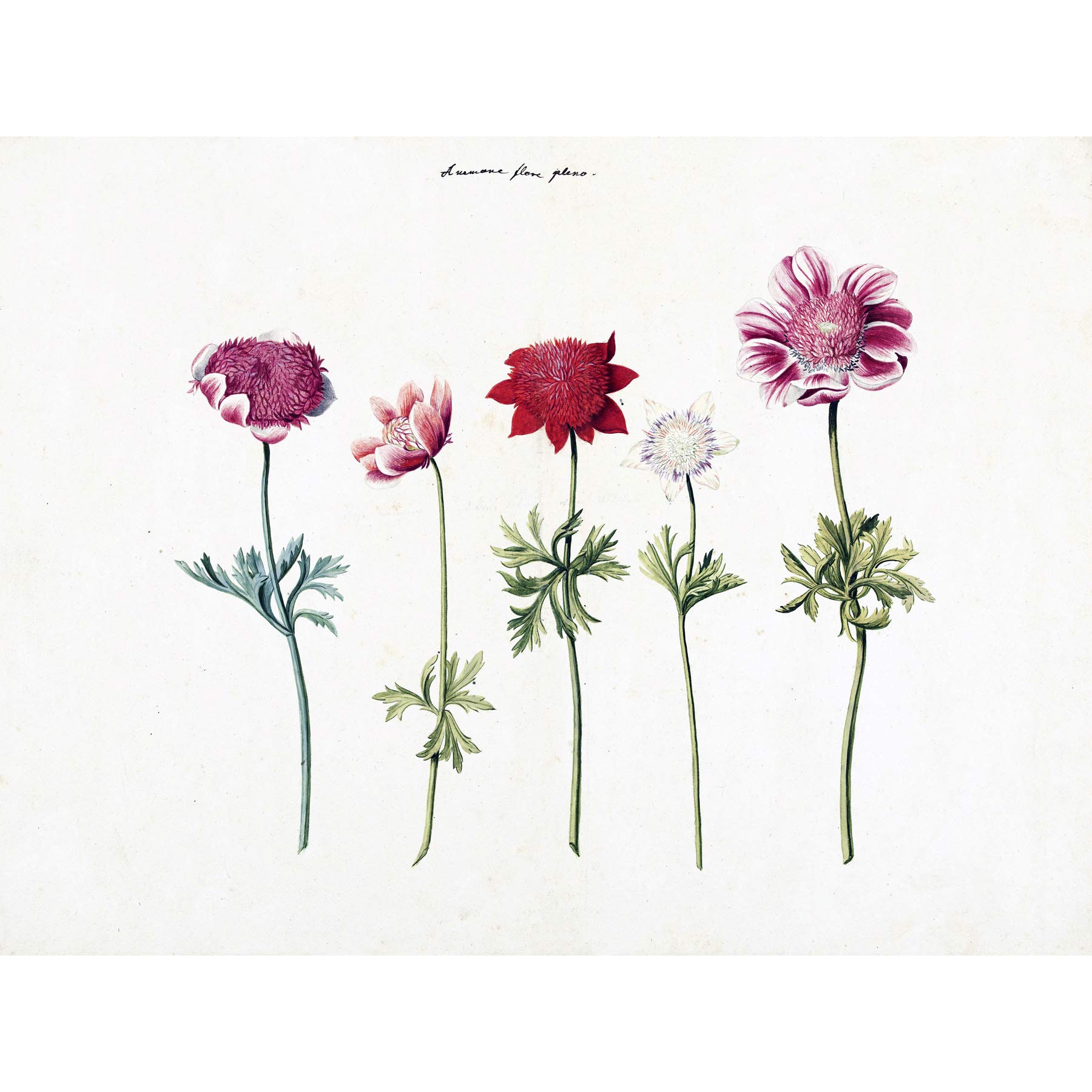 Artery8 Five Studies Of Anemones Pretty Flowers Drawing Premium Wall Art Canvas Print 18X24 Inch