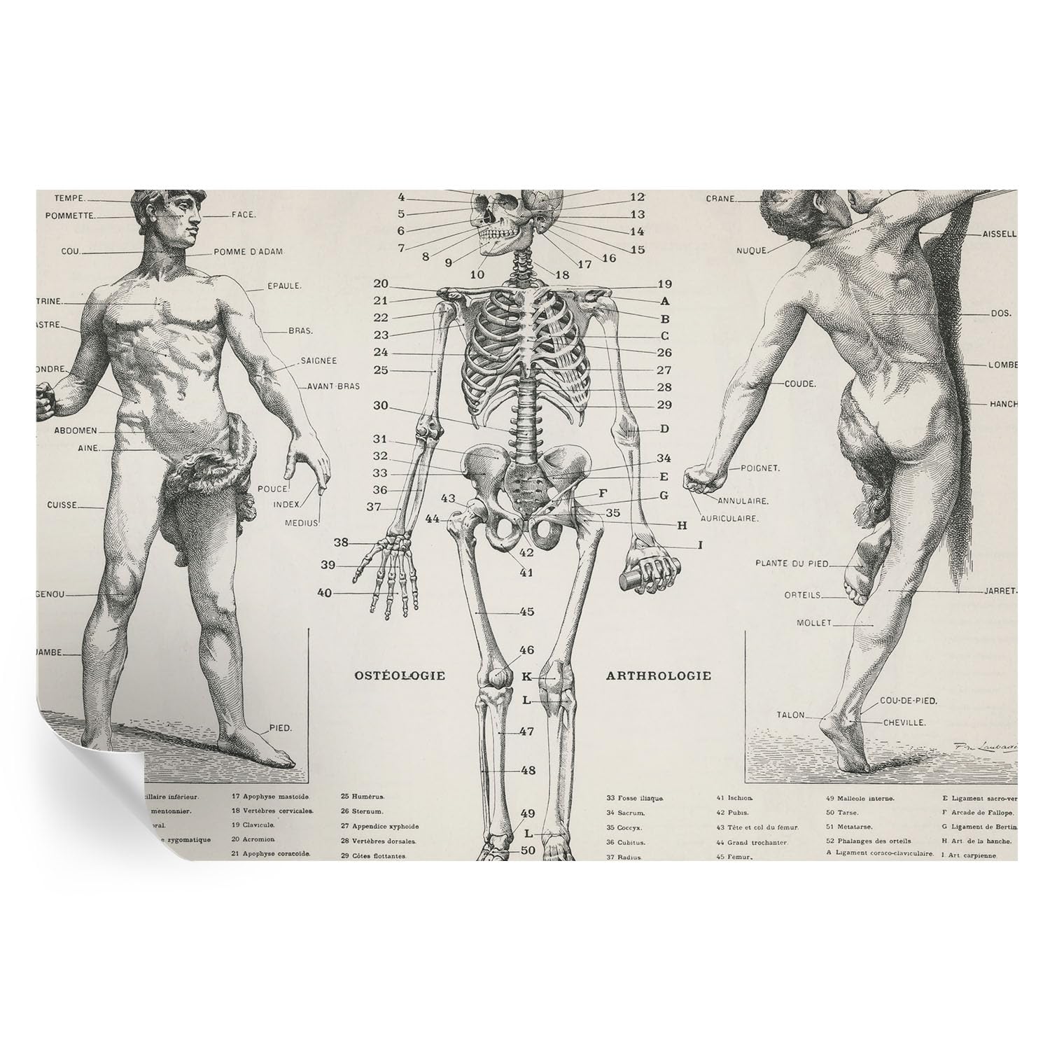 Cubiertas de pared con anatomía clásica de 152x104 cm para renovar estancias sin obras