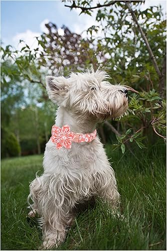 Miniatura 4 de Unique style paws Collar de Perro con Corbata de Flores Margarita Rosa Collar de Verano para Perros Pequeños Medianos y Grandes con Hebilla de Metal
