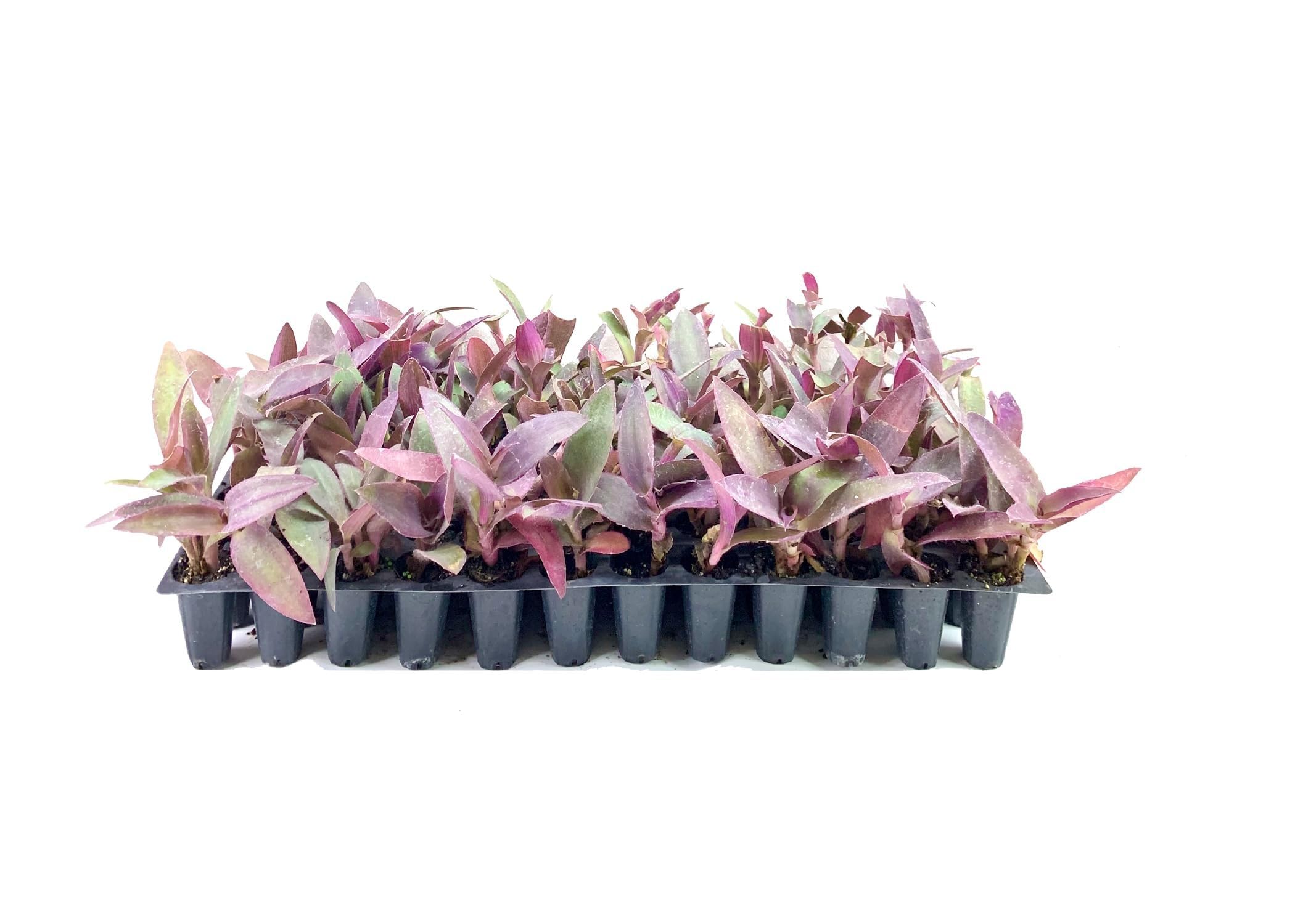 Amazon.com : Purple Queen Tradescantia Setcresea I 10 Live Plants