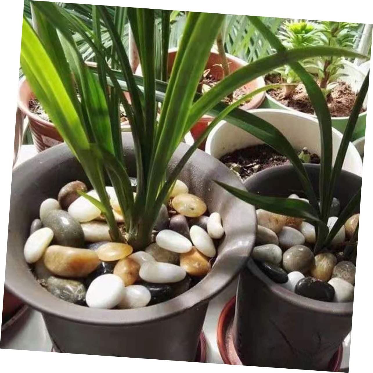 3packungen Natursteine Für Dekoration Kieselsteine Für Aquarium Pflanzgefäße Und Garten Als Vasenfüller Und