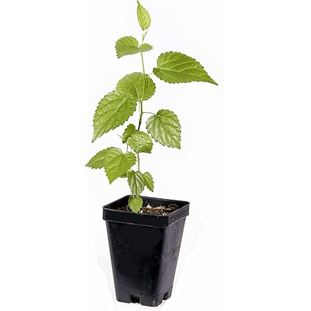 mulberry bolsa tree logo