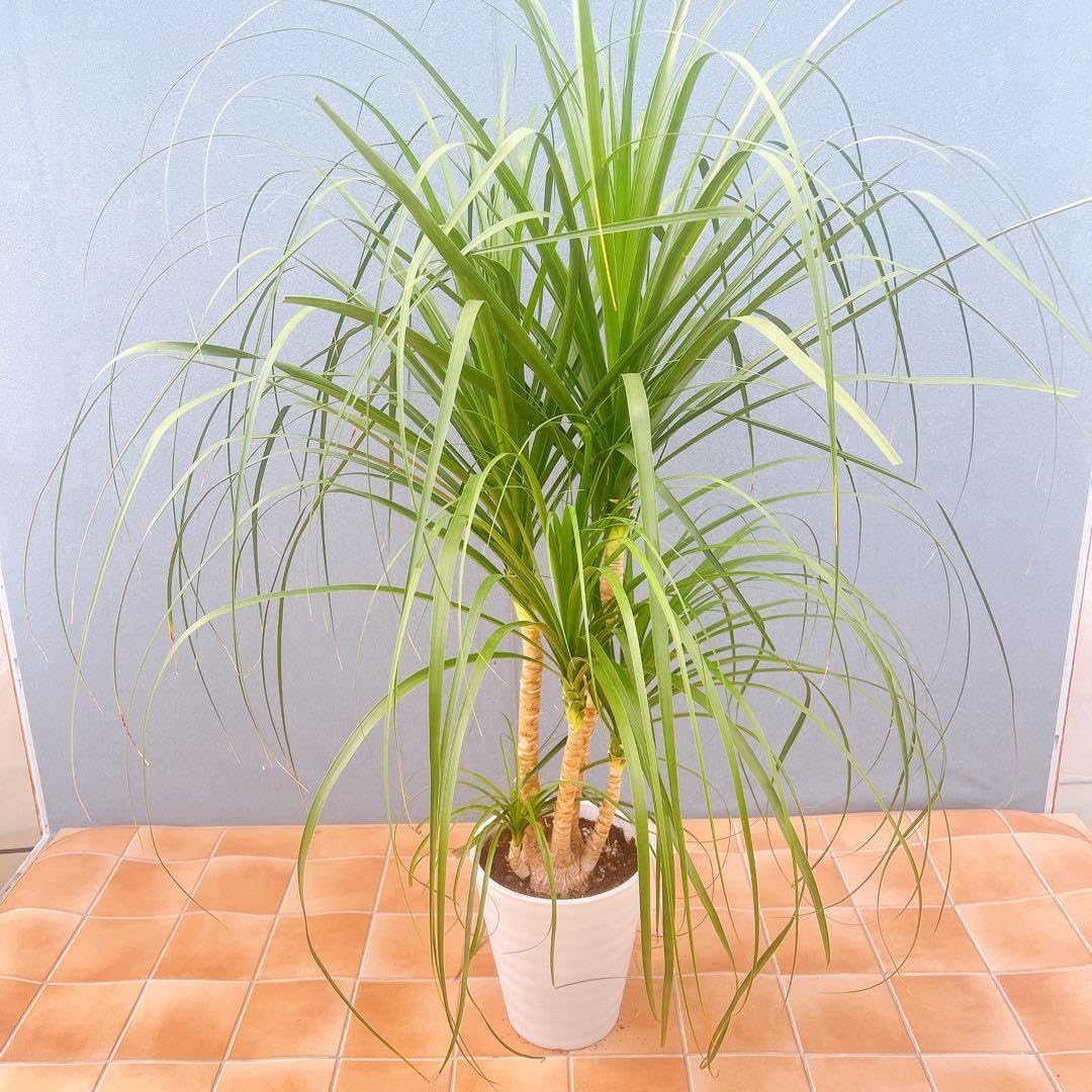 現品　トックリラン　ポニーテール　ノリナ　32番　特大　観葉植物　ドライガーデン Amazon｜トックリラン ポニーテール ノリナ 番 特大 観葉植物 ドライ