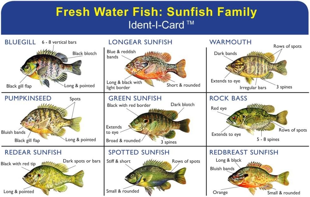 Express Yourself Sunfish Family Ident-I-Card - Freshwater Fish Identification Card