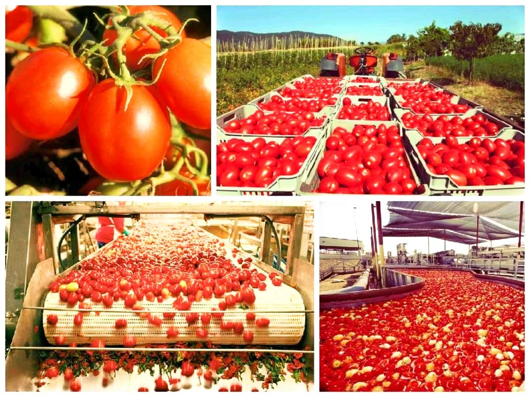 racy Tomato Puree 840gm 1