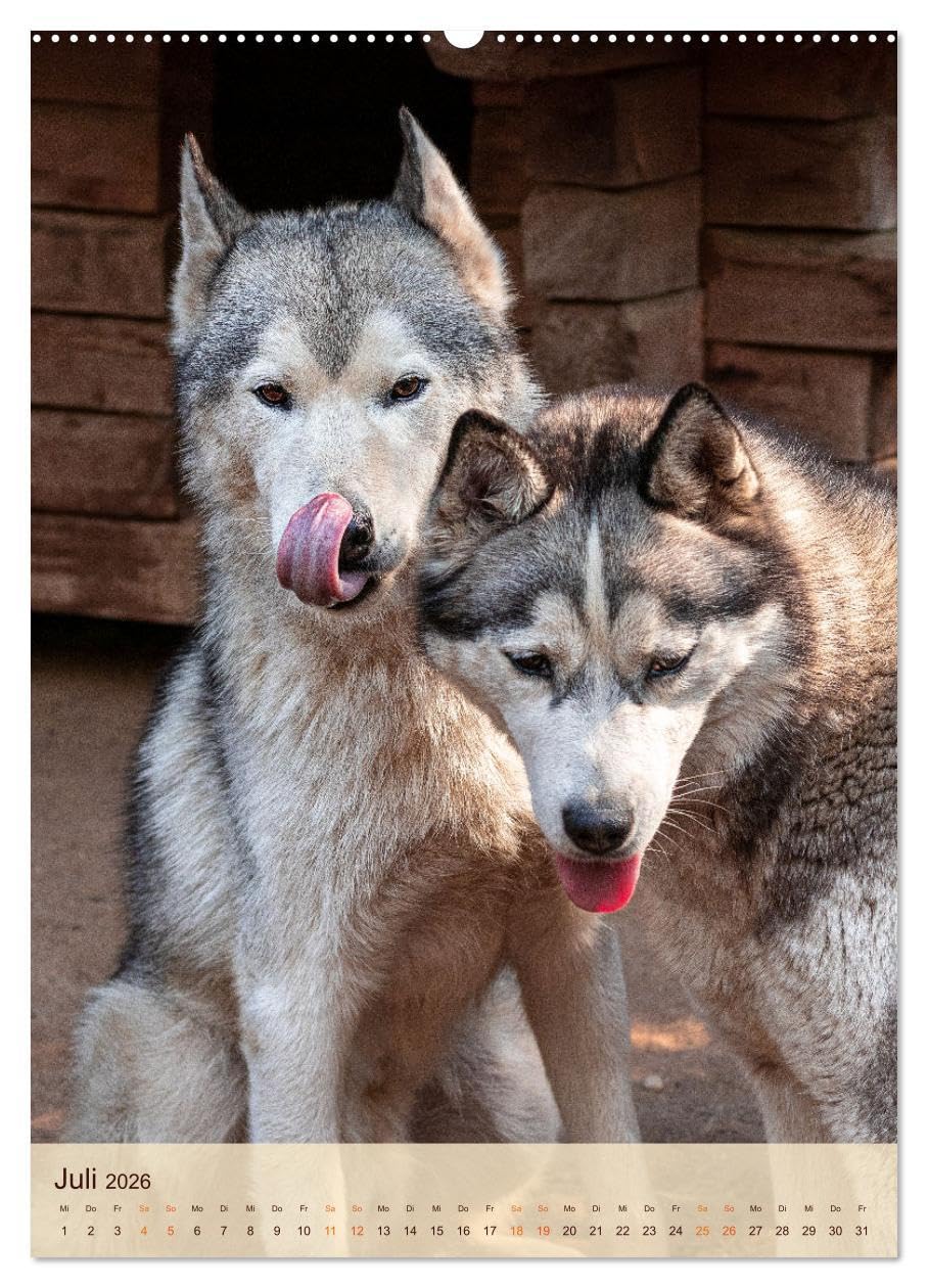 Im Husky-Rudel (Wandkalender 2026 DIN A2 hoch), CALVENDO Monatskalender: Eine charakteristische Bilderserie, die das friedvolle und spielerische ... von Huskies dokumentiert. (CALVENDO Tiere)