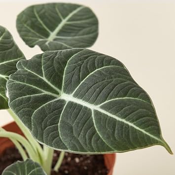 Alocasia Reginula 'Black Velvet' 4 Pot