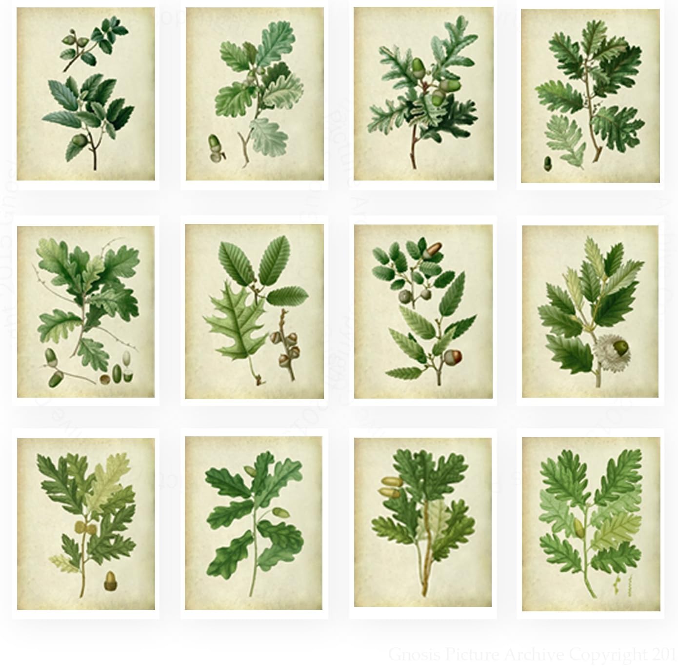 Gnosis Picture Archive Botanical Prints Vintage Farmhouse Decor Set of 12 Unframed Oak Leaf Art Prints, Living Room Wall Art Oak_Leave_Vintage12A