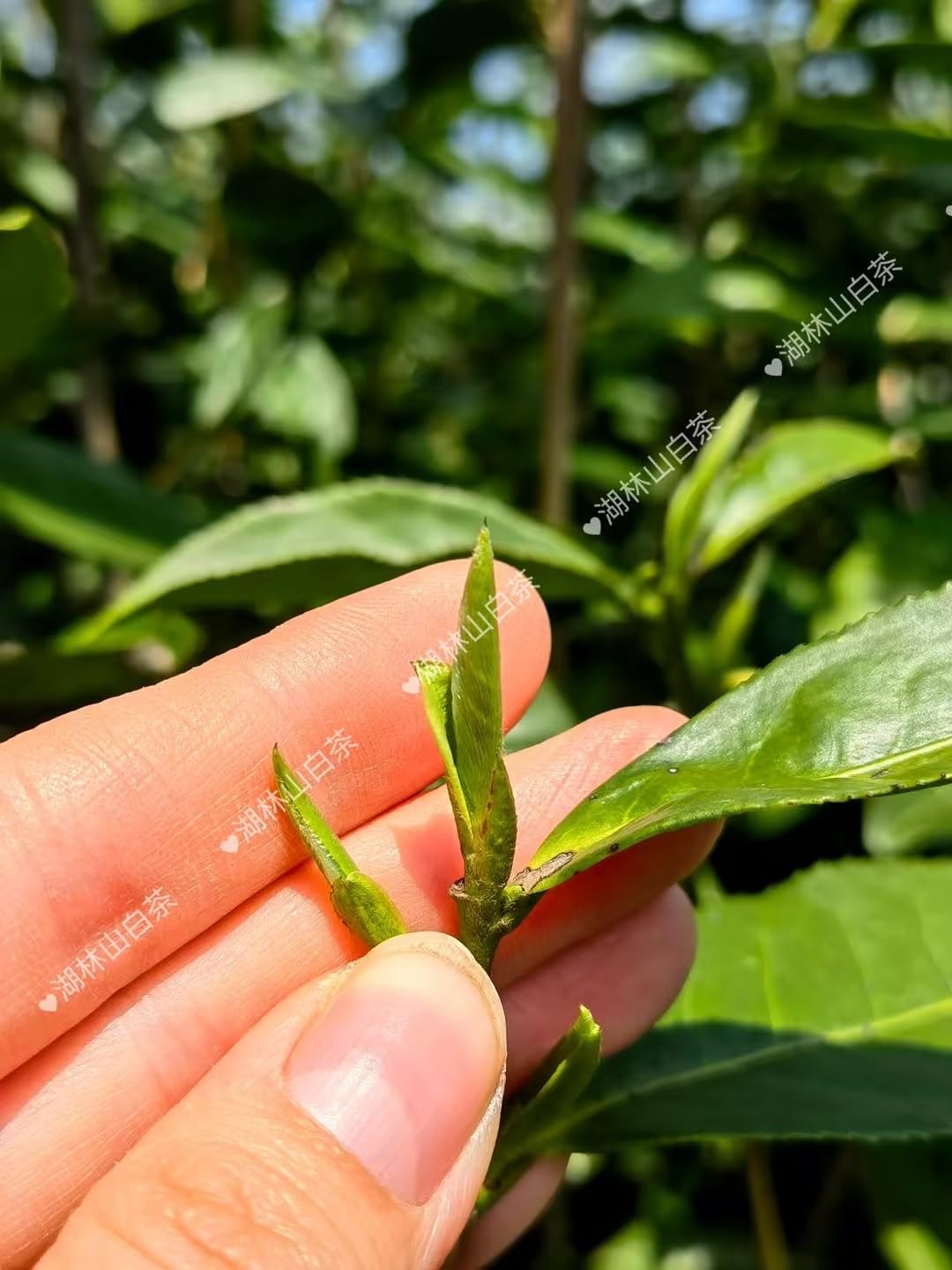 Aged Chinese Fuding White Tea Cake (350g) - First Grade Gong Mei, 2019 Raw Material, Compressed White Tea Loose Leaf,Artisan Crafted (Pressed 2022)