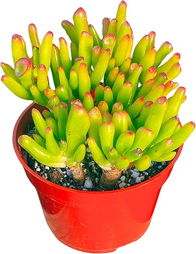 Jade Plant 4" Crassulla Gollum Jade Succulent Plants Live, Easy