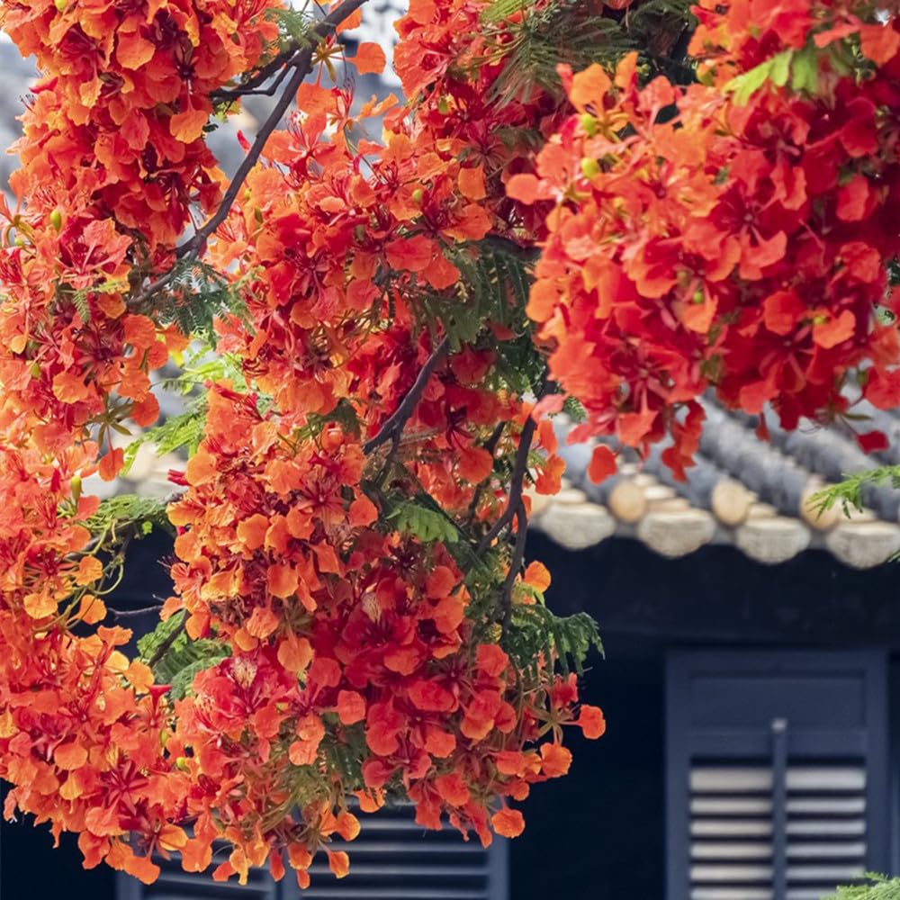 amazon.com/poinciana-del...