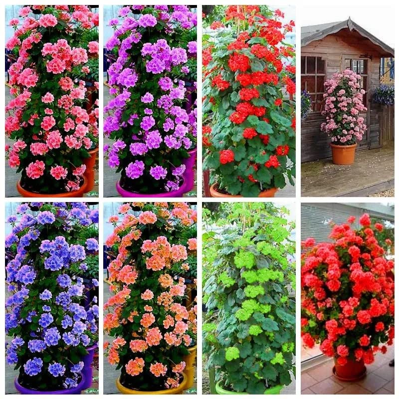 NooElec Seeds India All Season Rare Climbing Geranium Flower Seeds - 50+ Seeds Pack (B0C6J4TCCV) Amazon Price History, Amazon Price Tracker