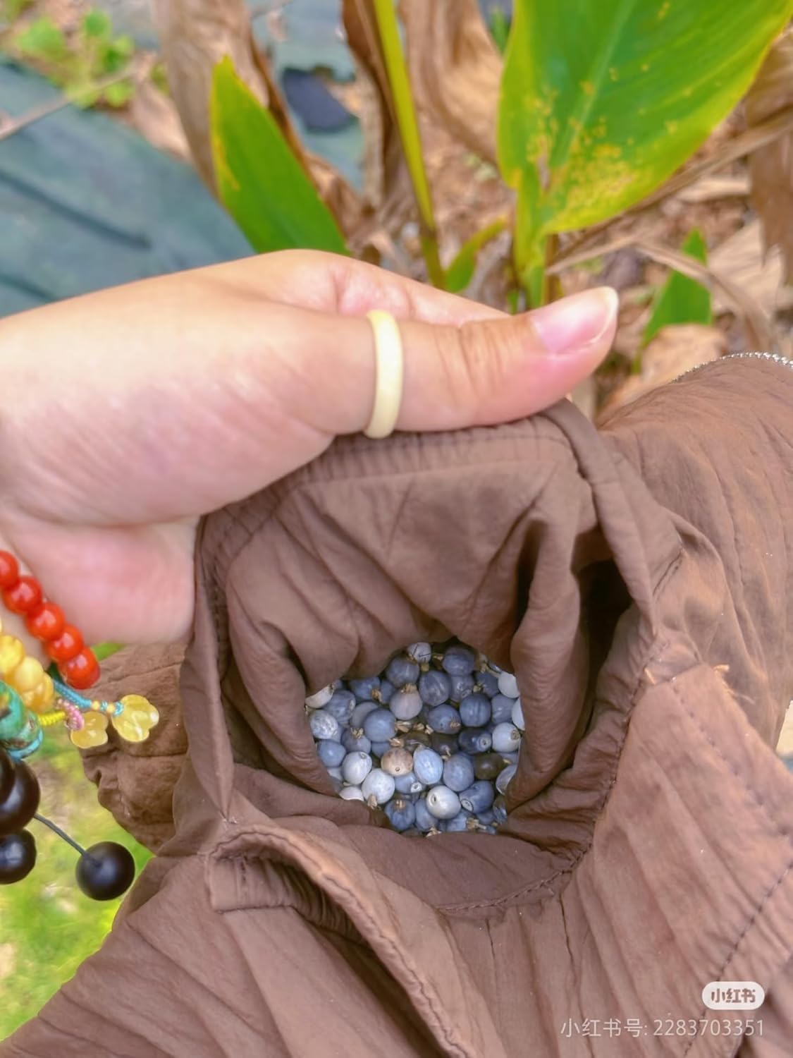 Natural Coix Seed Beads for Bracelets - Unique in Every Grain, Natural Art on Your Wrist 500 Grains