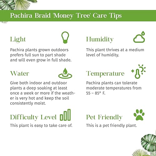 Miniatura 5 de Árbol del dinero 'castaño de guayana' planta viva trenza Pachira para interior  Diferentes plantas de interior en maceta de 4 y 6 pulgadas