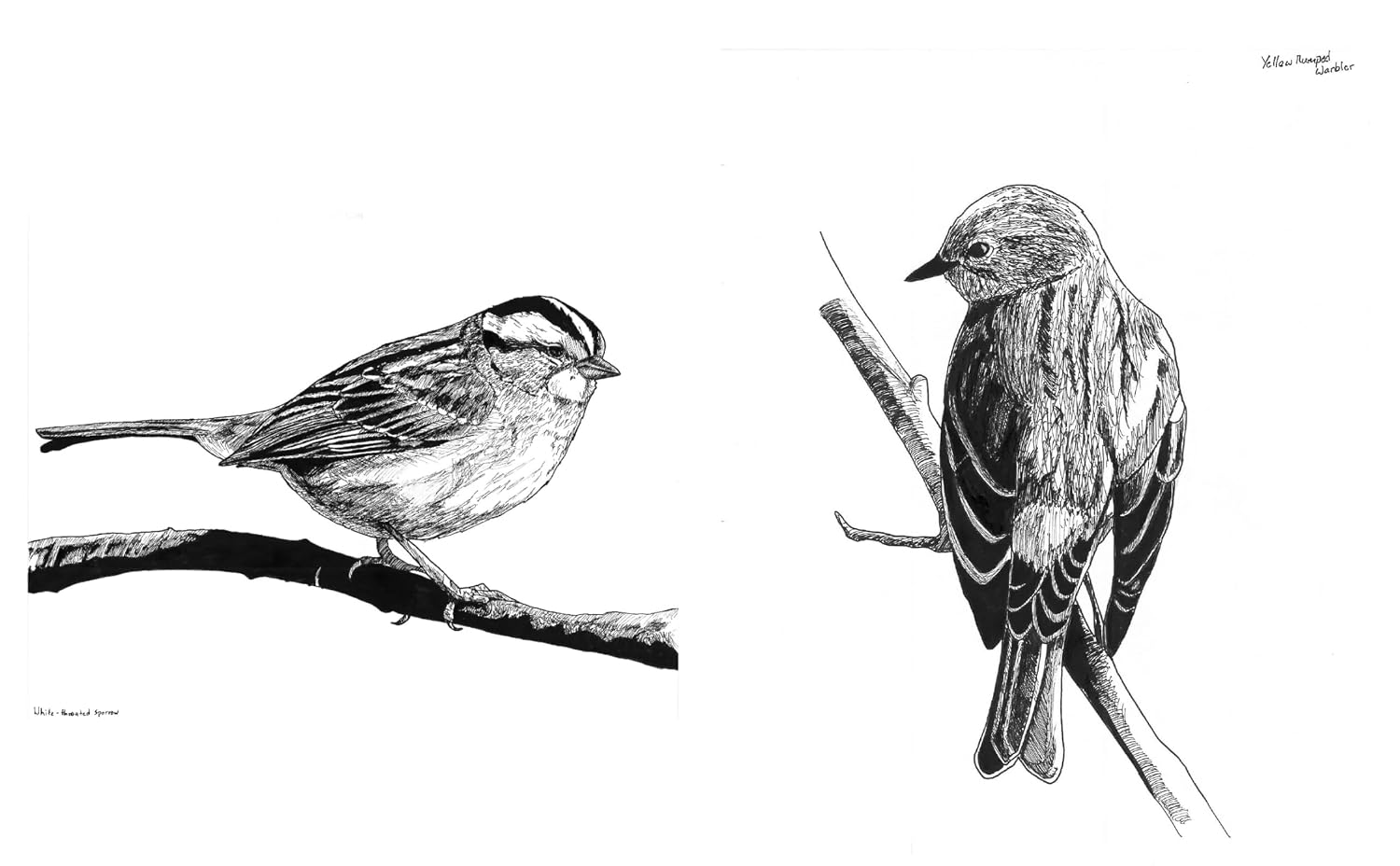 Slow Birding: The Art and Science of Enjoying the Birds in Your Own Backyard