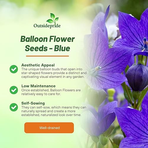 Miniatura 6 de Outsidepride Semillas de flores de globo azul para plantar, 2000 piezas perennes, tolerantes a la sequía, fáciles de cultivar, de bajo