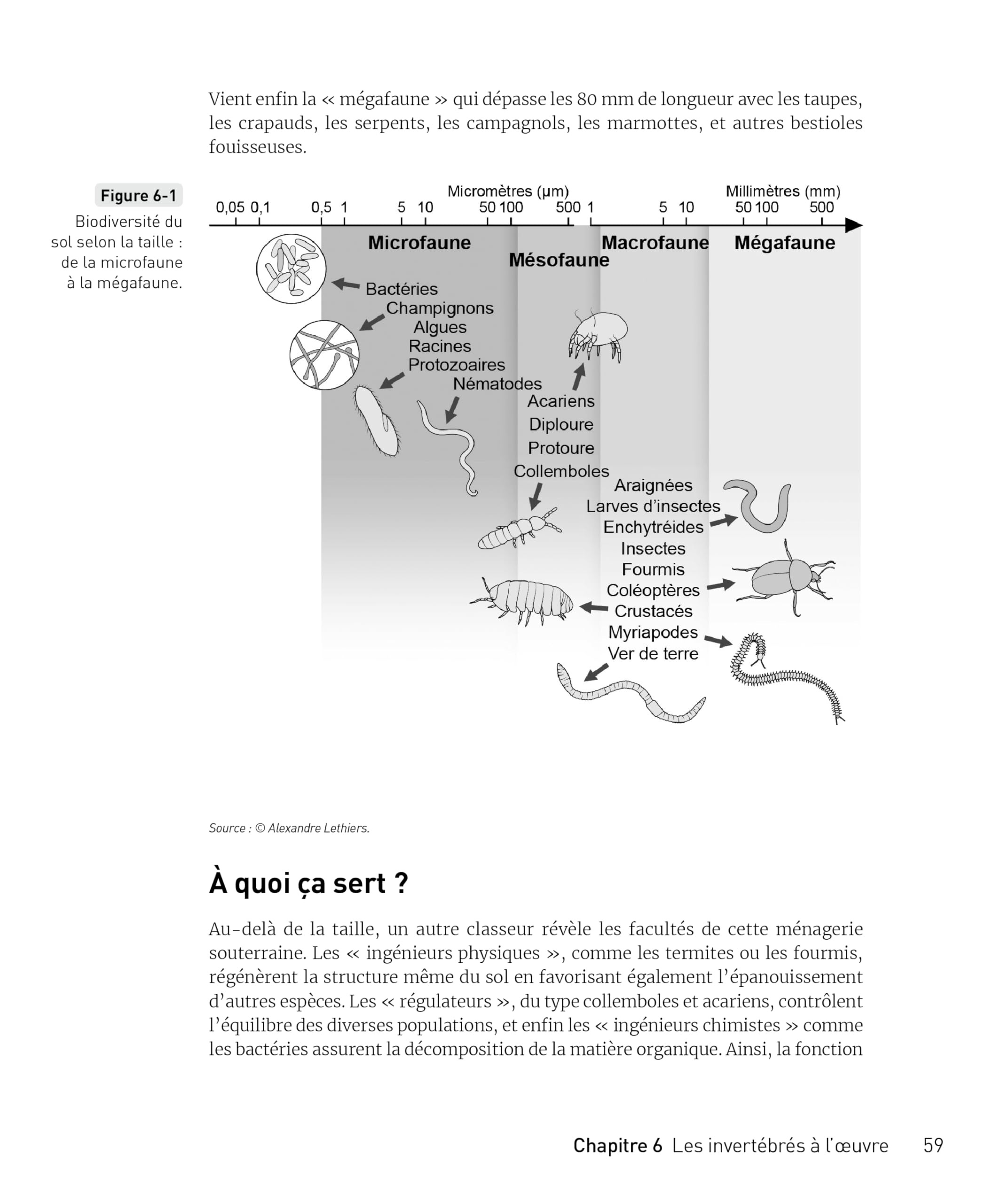 La Biodiversité pour les Nuls: | nature, espèces, écosystèmes, vivant, extinction, environnement